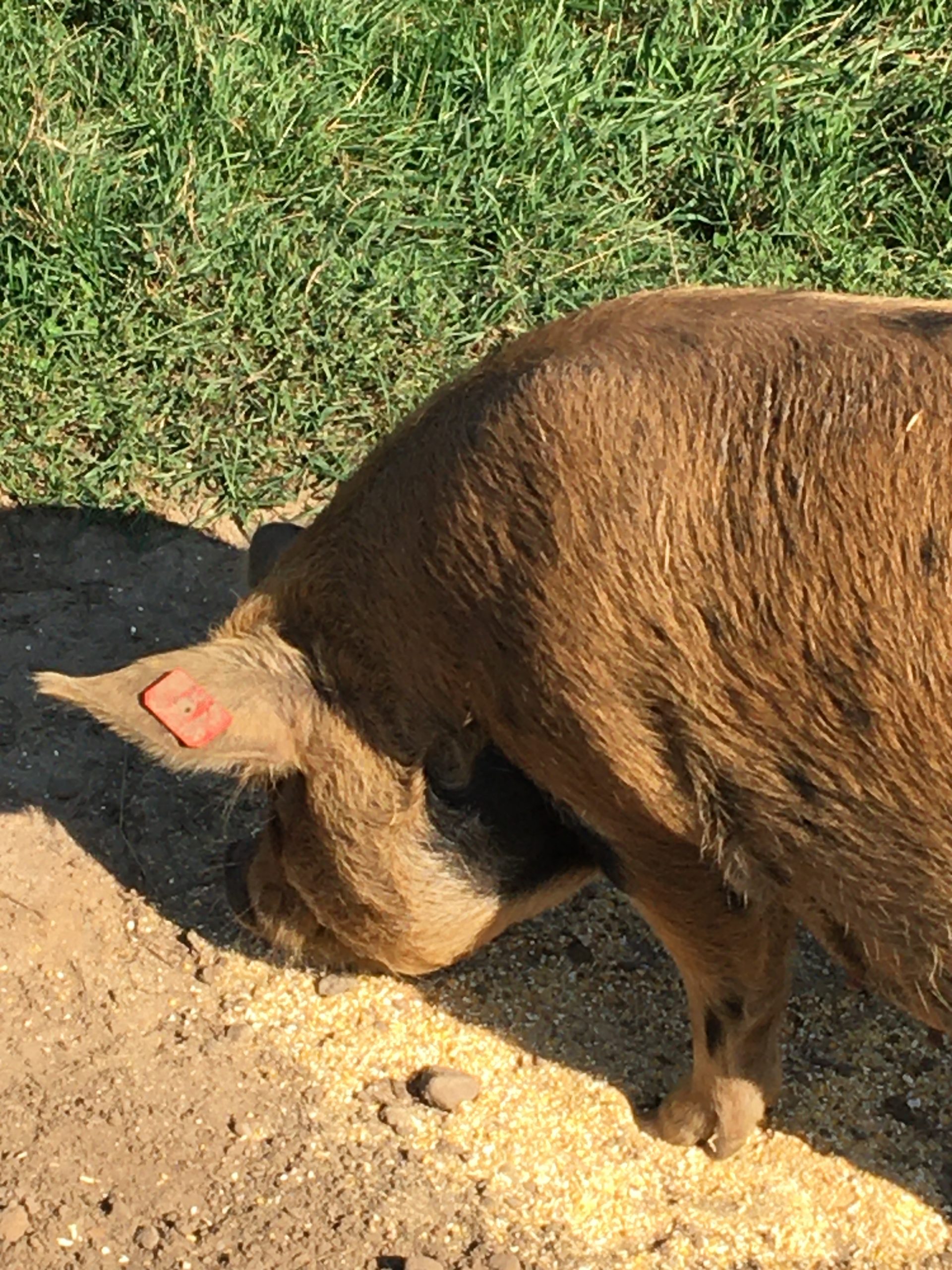 Transporting Animals Across State Lines Pigs Countryside